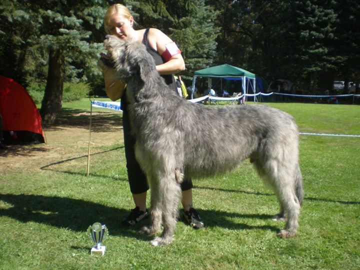 3.9.2011 Středoevropská výstava chrtů 001