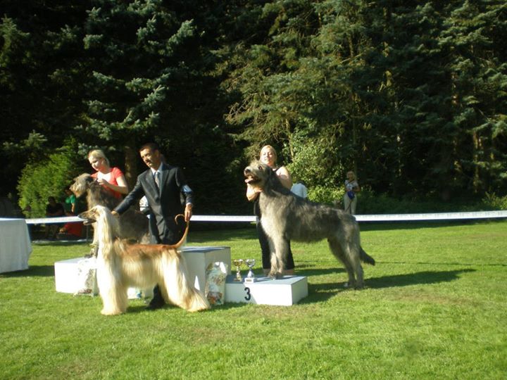 3.9.2011 Středoevropská výstava chrtů 003
