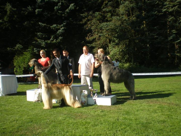 3.9.2011 Středoevropská výstava chrtů 004