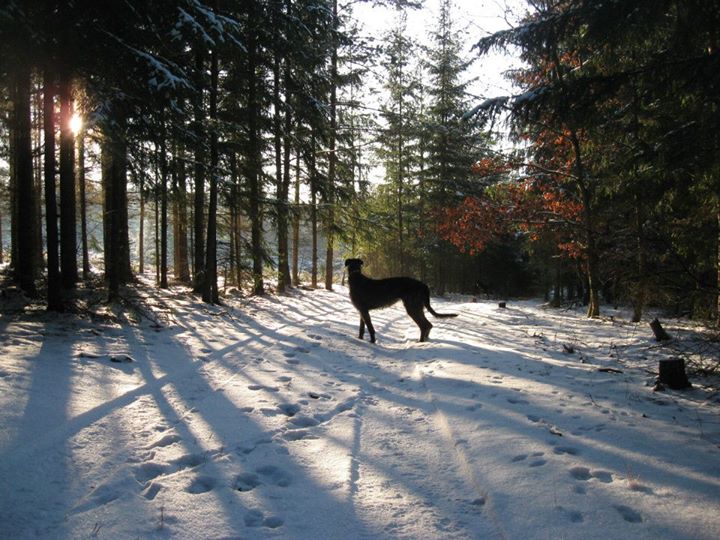 vycházka 8.12.2012 007