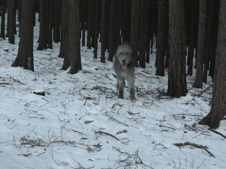 vycházka 8.12.2012 008